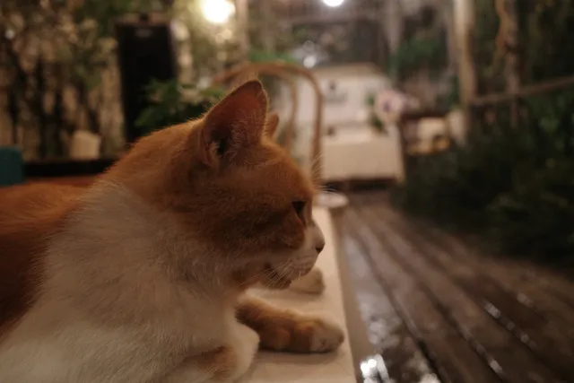 小憩